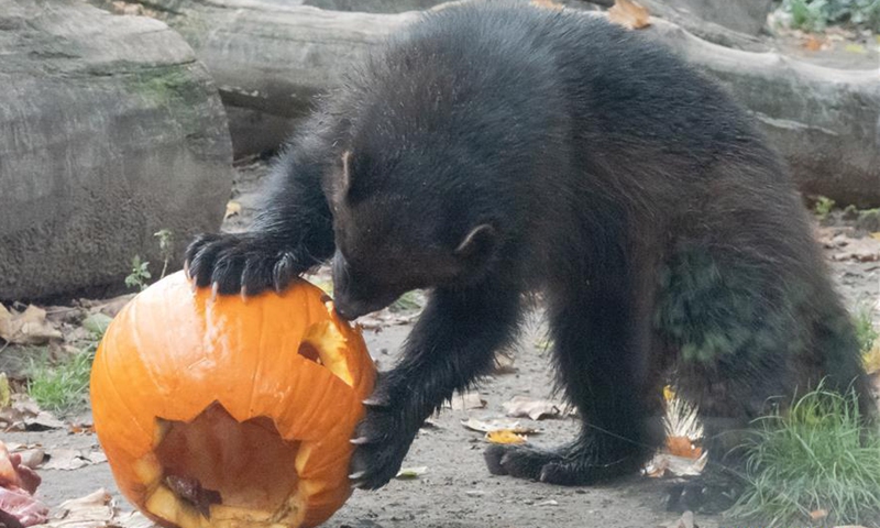 Animals eat Halloween pumpkins in Zoo Budapest and Botanical Garden -  Global Times