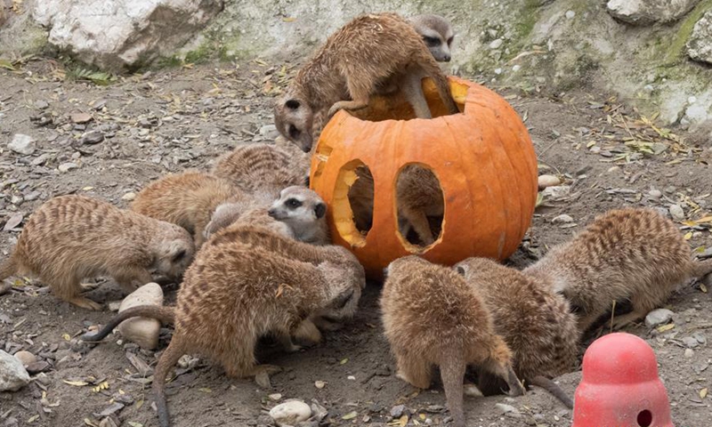 Animals eat Halloween pumpkins in Zoo Budapest and Botanical Garden -  Global Times