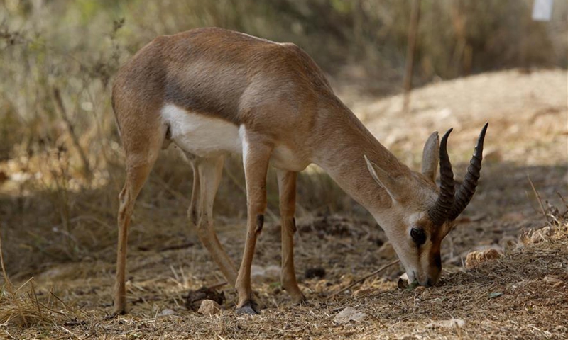 vallei specificeren vragen Gazelles seen inside Gazelle Valley in Jerusalem - Global Times