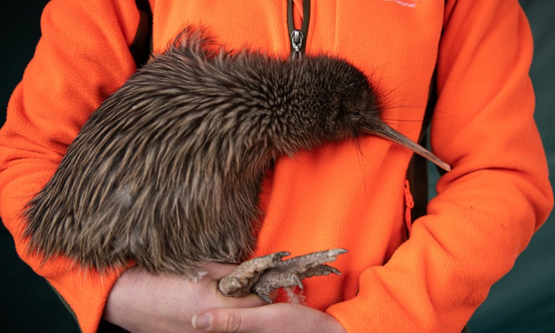 Stay safe and bye! 13 kiwi birds returned to natural habitat in New Zealand  - Global Times