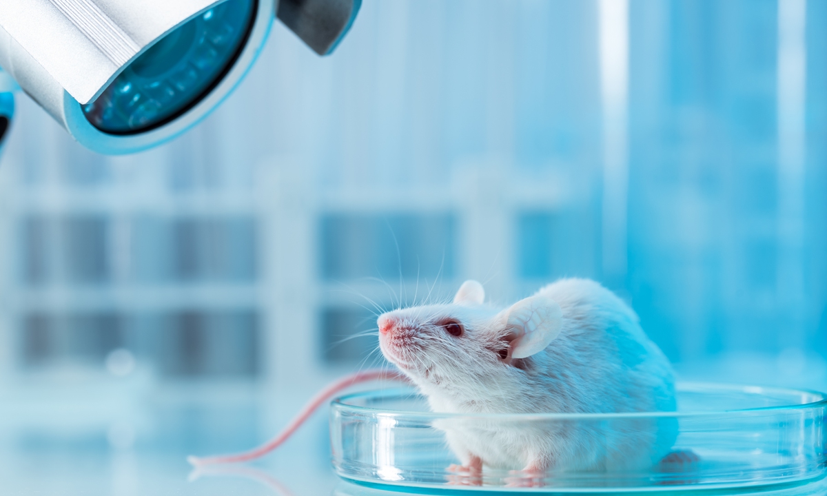 A mouse in a lab Photo: VCG
