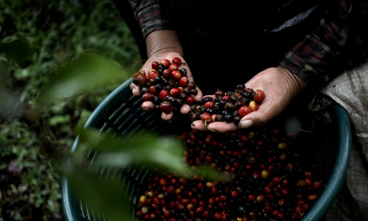 Panamanian Specialty Coffee Producers Look To Asia In Hard Times Global Times