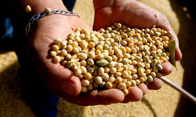 A farmer displays newly-harvested soybeans in the fields on the outskirts of Brasilia, Brazil, Feb. 4, 2021.Photo:Xinhua