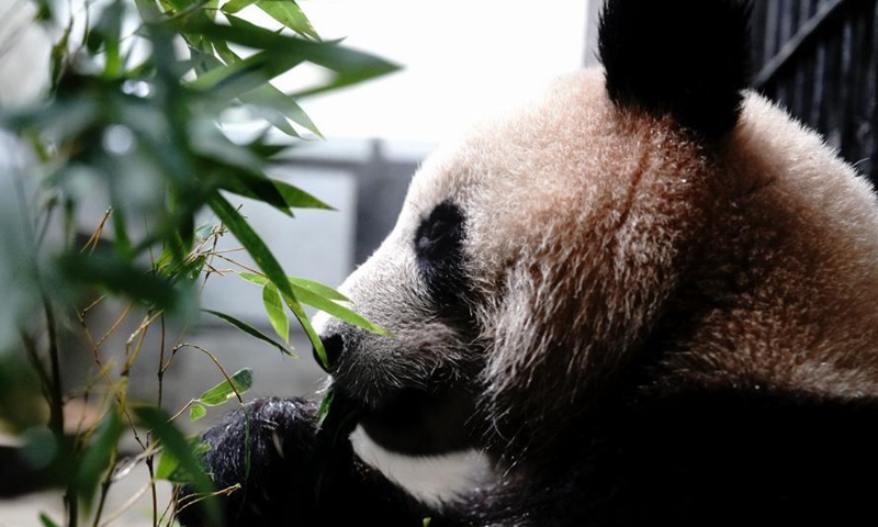 A giant panda feeds on bamboo after a health check at Shanghai Zoo in east China's Shanghai, March 1, 2021. Routine health checks are performed to ensure the physical health of the two giant pandas living at Shanghai Zoo.Photo:Xinhua