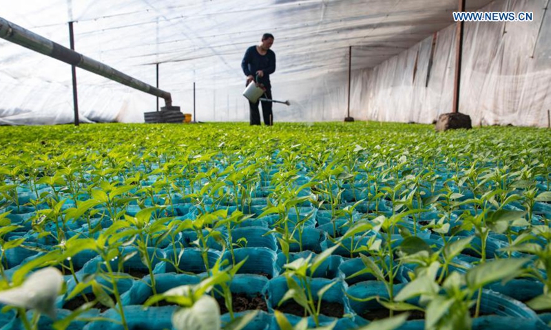 A staff member works at a greenhouse in the agricultural area of Hongqi Farm, northeast China's Heilongjiang Province, March 1, 2021. With the help of technologies, agricultural production is still carried out efficiently in the low temperature environment of Heilongjiang Province. Photo: Xinhua