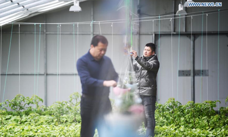 Staff members maintain equipment at a smart greenhouse of Beidahuang Land Reclamation and Cultivation Enterprise group in northeast China's Heilongjiang Province, March 5, 2021. With the help of technologies, agricultural production is still carried out efficiently in the low temperature environment of Heilongjiang Province. Photo: Xinhua