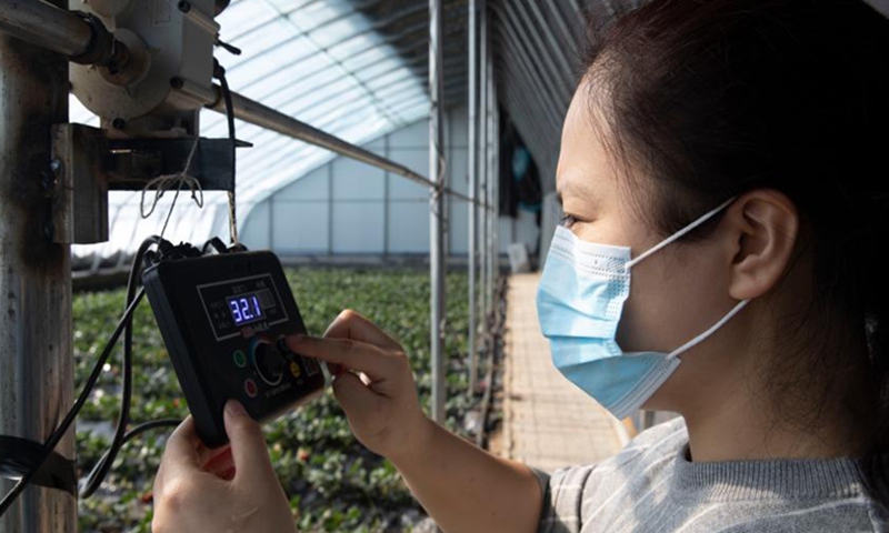 A staff member works at a greenhouse in Wangha operation area of Hongqi Farm, northeast China's Heilongjiang Province, March 5, 2021. With the help of technologies, agricultural production is still carried out efficiently in the low temperature environment of Heilongjiang Province.  Photo: Xinhua