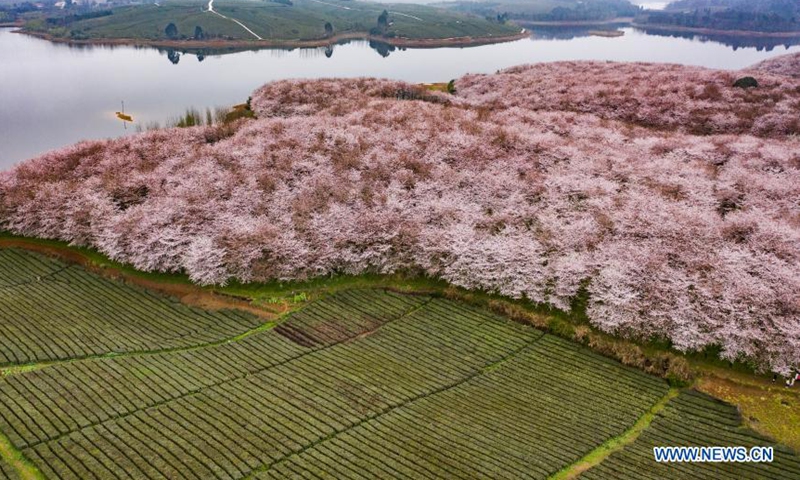 Aerial photo taken on March 12, 2021 shows the scenery at a cherry blossom sightseeing garden in Gui'an New District, southwest China's Guizhou Province. Photo: Xinhua