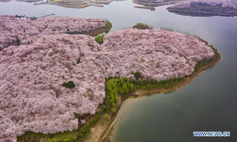 Aerial photo taken on March 12, 2021 shows the scenery at a cherry blossom sightseeing garden in Gui'an New District, southwest China's Guizhou Province. Photo: Xinhua