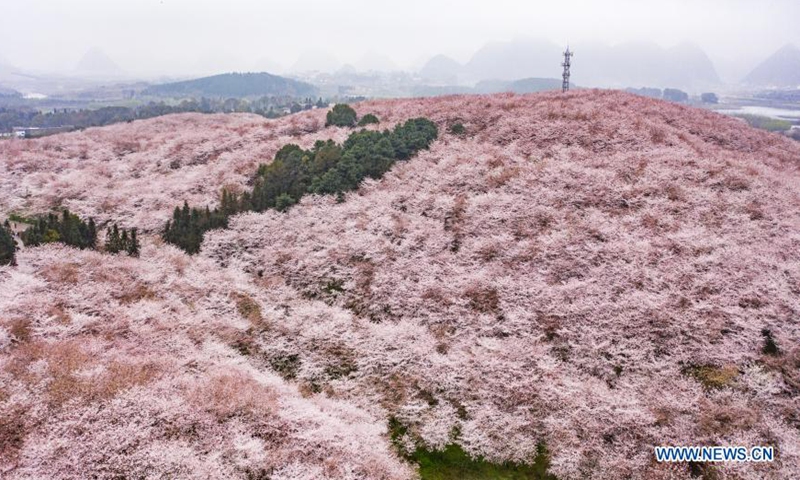 Aerial photo taken on March 12, 2021 shows the scenery at a cherry blossom sightseeing garden in Gui'an New District, southwest China's Guizhou Province. Photo: Xinhua