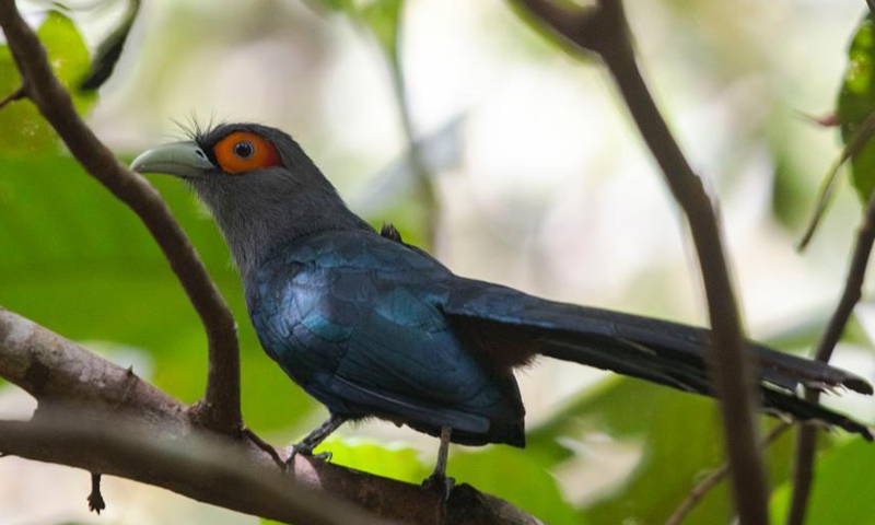A chestnut-bellied malkoha is seen in the forest in central Singapore on March 12, 2021. The chestnut-bellied malkoha is an uncommon resident in Singapore and listed as Near Threatened (NT) in the International Union for Conservation of Nature Red List. Photo: Xinhua