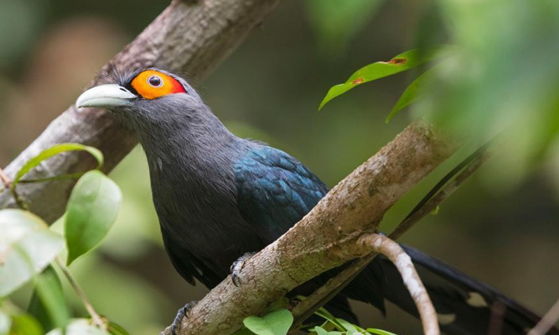 A chestnut-bellied malkoha is seen in the forest in central Singapore on March 12, 2021. The chestnut-bellied malkoha is an uncommon resident in Singapore and listed as Near Threatened (NT) in the International Union for Conservation of Nature Red List. Photo: Xinhua