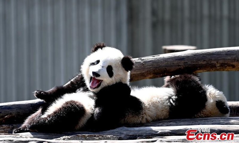 Giant panda cubs played at the Shenshuping base of the China Conservation and Research Center for Giant Pandas in Wolong, Southwest China's Sichuan Province, March 15, 2021.Photo:China News Service