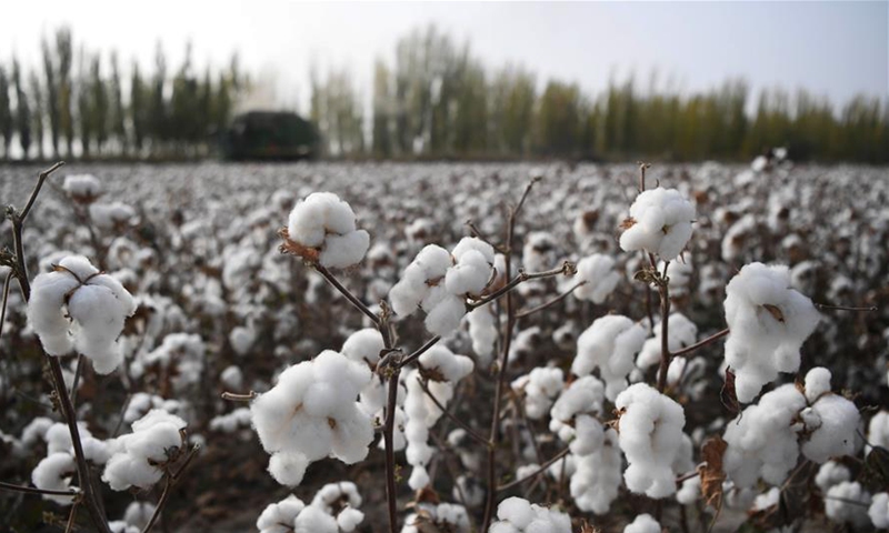 Photo taken on Oct.25, 2019 shows a cotton field in Awat County, northwest China's Xinjiang Uygur Autonomous Region. With a long history of cotton planting, Awat is known as the Town of Cotton in China. The county boasts high-quality cotton and high-efficiency in production. (Xinhua/Sadat)