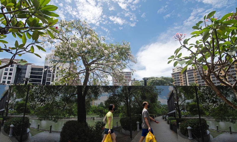 Flowers of trumpet trees blossom in Singapore's Bishan-Ang Mo Kio Park on March 25, 2021.Photo:Xinhua