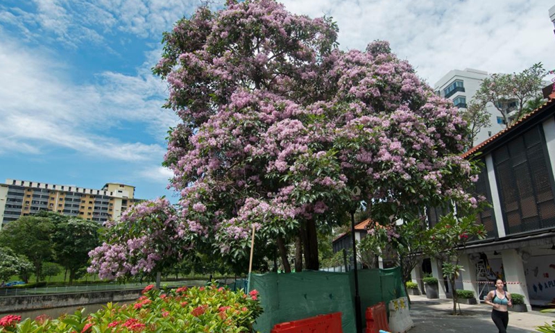 Flowers of trumpet trees blossom in Singapore's Bishan-Ang Mo Kio Park on March 25, 2021.Photo:Xinhua