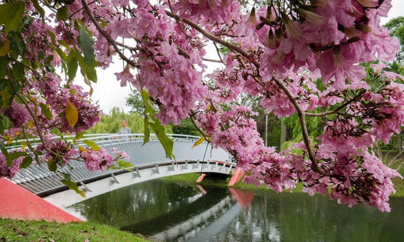 Flowers of trumpet trees blossom in Singapore's Bishan-Ang Mo Kio Park on March 25, 2021.Photo:Xinhua