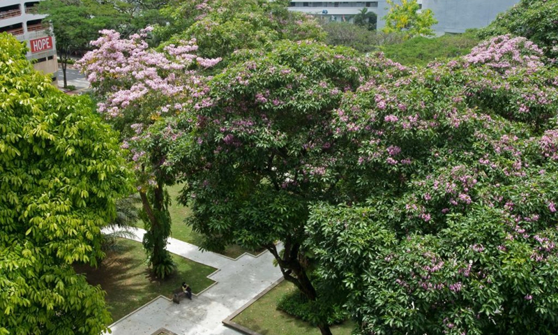 Flowers of trumpet trees blossom in Singapore's Bishan-Ang Mo Kio Park on March 25, 2021.Photo:Xinhua