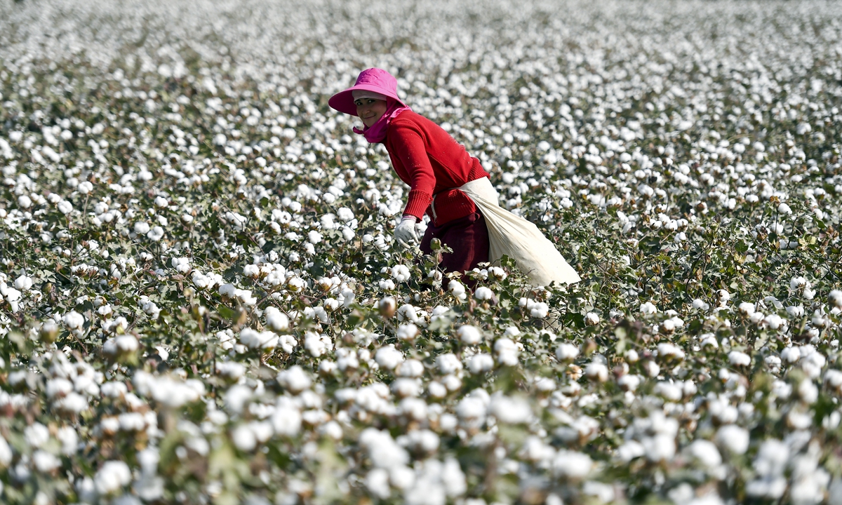 A worker picks cotton at a farmland in Awati County, Aksu Prefecture in Northwest China’s Xinjiang Uygur Autonomous Region on October 10, 2018. The county is praised as “the home of long-staple cotton” in China. Photo: cnsphoto
