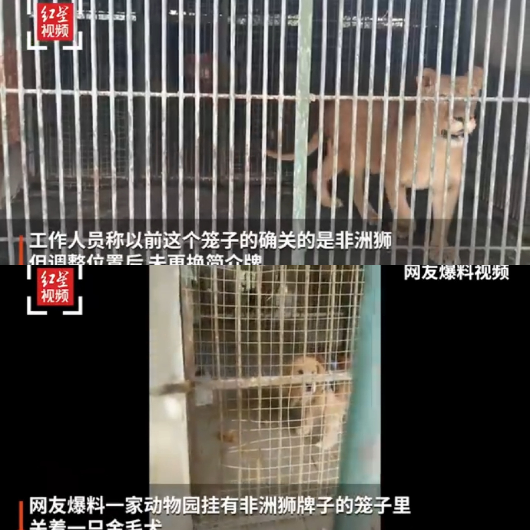 A lion and a dog at the zoo Photo: screenshot of video posted on Sina Weibo 