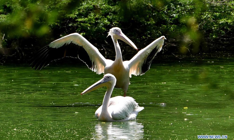Pelicans frolic in the water at the National Zoological Park after it reopens for public on April 1, 2021 after a gap of more than one year due to Covid-19 pandemic in New Delhi, India.Photo:Xinhua