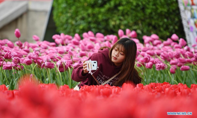 A tourist takes photos of tulips at Tianbo General Yang Ye's Mansion scenic spot in Kaifeng, central China's Henan Province, April 3, 2021. (Xinhua/Zhang Haoran)