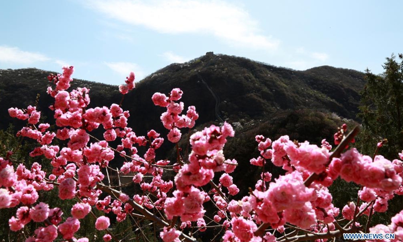 Photo taken on April 3, 2021 shows blooming flowers on Xiangshuihu section of the Great Wall in Huairou District, Beijing, capital of China.Photo:Xinhua