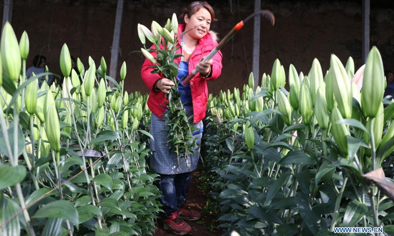 A farmer picks lily flowers at a greenhouse in Guangxingdian neighborhood of Pingquan, north China's Hebei Province, April 3, 2021. Local flower growers have found market opportunities for lily flowers around the Qingming Festival, the traditional Chinese tomb-sweeping day.Photo:Xinhua