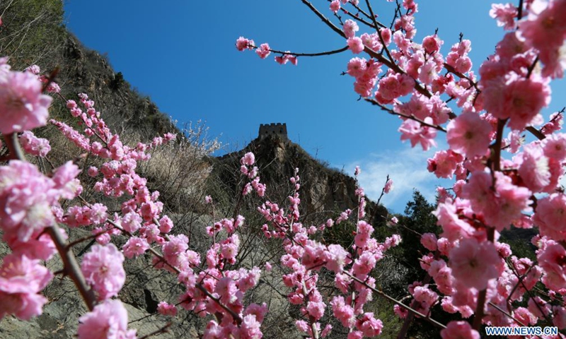 Photo taken on April 3, 2021 shows blooming flowers on Xiangshuihu section of the Great Wall in Huairou District, Beijing, capital of China.Photo:Xinhua