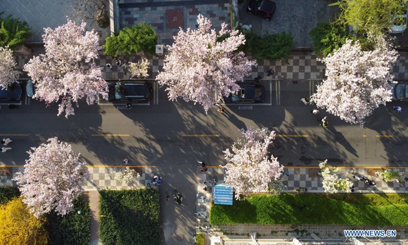 Aerial photo taken on April 3, 2021 shows flowering Chinese crabapple trees lining Dali Avenue in the Five Great Avenues historical urban area in north China's Tianjin. (Xinhua/Zhao Zishuo)


