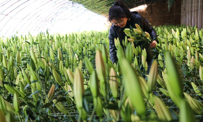 A farmer picks lily flowers at a greenhouse in Guangxingdian neighborhood of Pingquan, north China's Hebei Province, April 3, 2021. Local flower growers have found market opportunities for lily flowers around the Qingming Festival, the traditional Chinese tomb-sweeping day.Photo:Xinhua