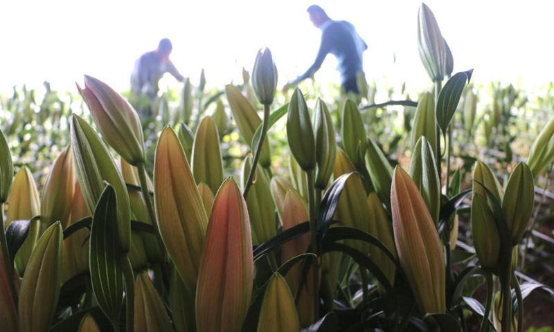 A farmer picks lily flowers at a greenhouse in Guangxingdian neighborhood of Pingquan, north China's Hebei Province, April 3, 2021. Local flower growers have found market opportunities for lily flowers around the Qingming Festival, the traditional Chinese tomb-sweeping day.Photo:Xinhua