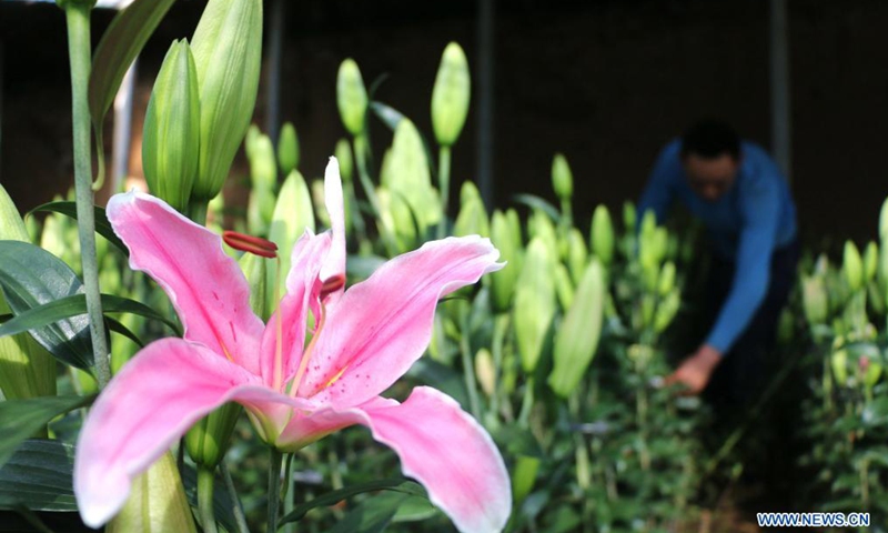 A farmer picks lily flowers at a greenhouse in Guangxingdian neighborhood of Pingquan, north China's Hebei Province, April 3, 2021. Local flower growers have found market opportunities for lily flowers around the Qingming Festival, the traditional Chinese tomb-sweeping day.Photo:Xinhua