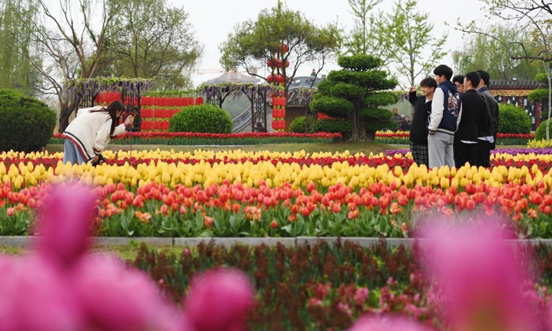 Tourists take photos amid tulips at Tianbo General Yang Ye's Mansion scenic spot in Kaifeng, central China's Henan Province, April 3, 2021. (Xinhua)