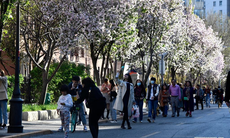 People view flowering Chinese crabapple trees lining Dali Avenue in the Five Great Avenues historical urban area in north China's Tianjin, April 3, 2021. (Xinhua/Zhao Zishuo) 