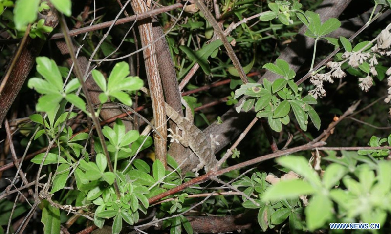 File photo taken by a Chinese researcher shows a Gekko jinjiangensis in Deqin County, southwest China's Yunnan Province. Chinese researchers have discovered a new species of gecko living at high altitude in southwest China's provinces of Sichuan and Yunnan.Photo:Xinhua