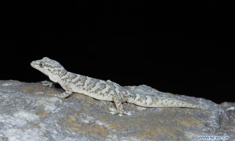 File photo taken by a Chinese researcher shows a Gekko jinjiangensis in Derong County, Ganzi Tibetan Autonomous Prefecture, southwest China's Sichuan Province. Chinese researchers have discovered a new species of gecko living at high altitude in southwest China's provinces of Sichuan and Yunnan.Photo:Xinhua