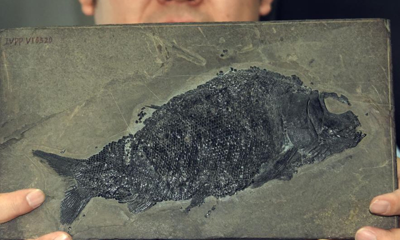 The well-preserved fossil specimen of a new colobodontid, Feroxichthys panzhouensis sp. nov., is presented by Xu Guanghui, a researcher from the Institute of Vertebrate Paleontology and Paleoanthropology of the Chinese Academy of Sciences, April 7, 2021. Photo:China News Service