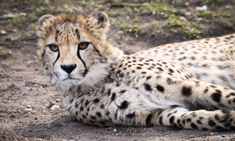 A cheetah is seen at the Warsaw Zoo in Warsaw, Poland, April 9, 2021. (Str/Xinhua)