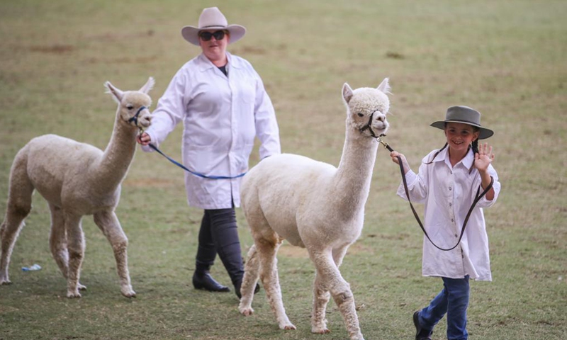 Staff members show alpacas to visitors during the Sydney Royal Easter Show in Sydney, Australia, April 9, 2021. With a history of nearly 200 years, the Sydney Royal Easter Show is not only one of the most prestigious events for Australia's agricultural producers but also a great opportunity to experience traditional rural and cultural heritage with family fun. The show was canceled due to the COVID-19 pandemic last year, which made this year's event more popular.Photo:Xinhua