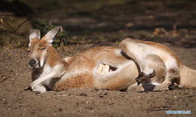 A kangaroo rests in the sun at the Warsaw Zoo in Warsaw, Poland, April 9, 2021. (Str/Xinhua)
