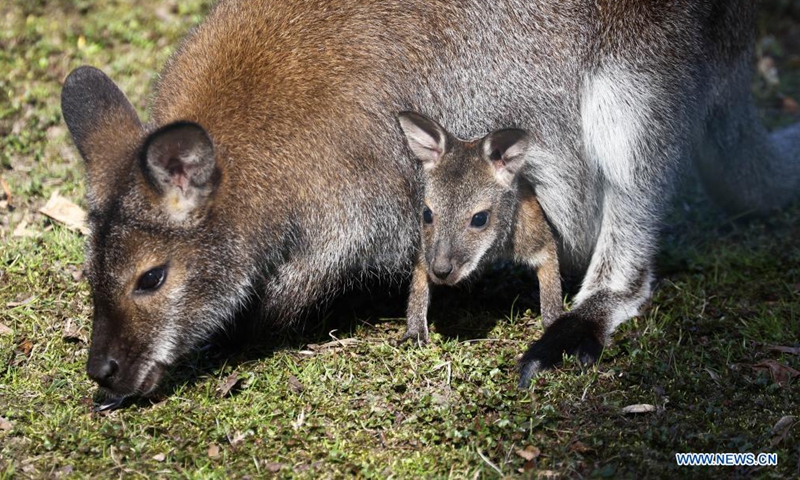 A brush wallaby with its baby is seen at the Warsaw Zoo in Warsaw, Poland, April 9, 2021. (Str/Xinhua)