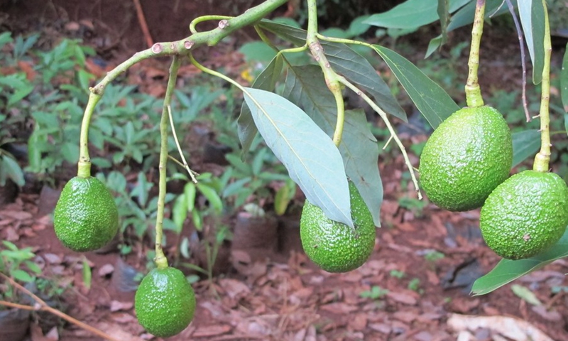 Photo taken on Feb. 4, 2021 shows avocados hanging on a branch of a tree in Muranga County, Kenya. (Photo: Xinhua)
