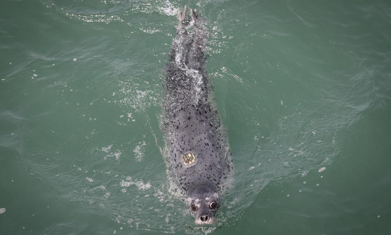 Eight spotted seals were released into the sea on Fri in the coastal city of Dalian in NE China's Liaoning, among which 3 were rescued earlier, and 5 were artificially bred that reached release standard after wild training. Spotted seals are under Class One national protection.Photo:Xinhua