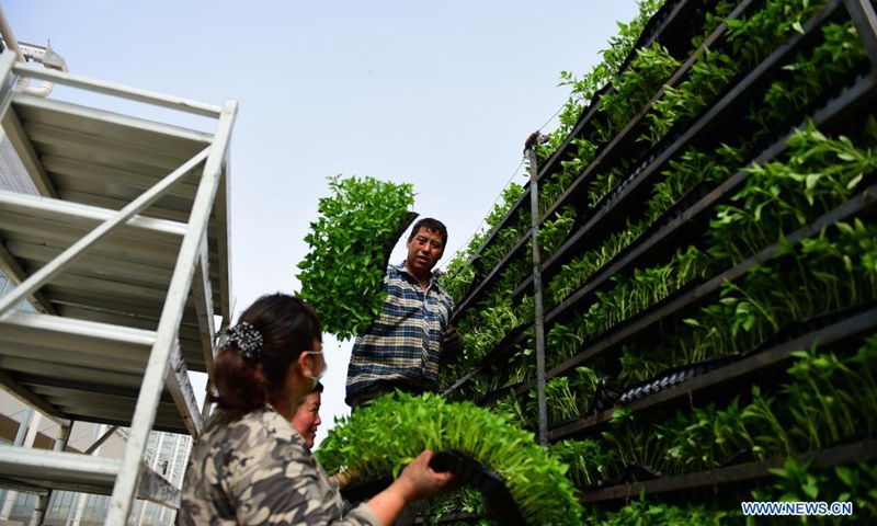 Two workers load chilli pepper seedlings produced by the breeding center of a modern vegetable industrial park in Shule County, Kashgar, northwest China's Xinjiang Uygur Autonomous Region, on April 17, 2021. The modern vegetable industrial park, built with assistance from east China's Shandong Province, covers a combined area of 4,711 mu (about 314 hectares) with a planned total investment of 1.06 billion yuan (about 162.6 million U.S. dollars).(Photo: Xinhua)