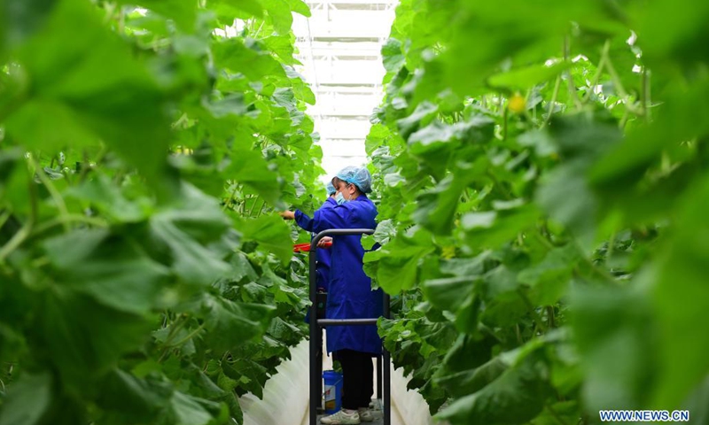 Workers pollen sweet melon seedlings inside a smart greenhouse of a modern vegetable industrial park in Shule County, Kashgar, northwest China's Xinjiang Uygur Autonomous Region, on April 17, 2021. The modern vegetable industrial park, built with assistance from east China's Shandong Province, covers a combined area of 4,711 mu (about 314 hectares) with a planned total investment of 1.06 billion yuan (about 162.6 million U.S. dollars). (Photo: Xinhua)