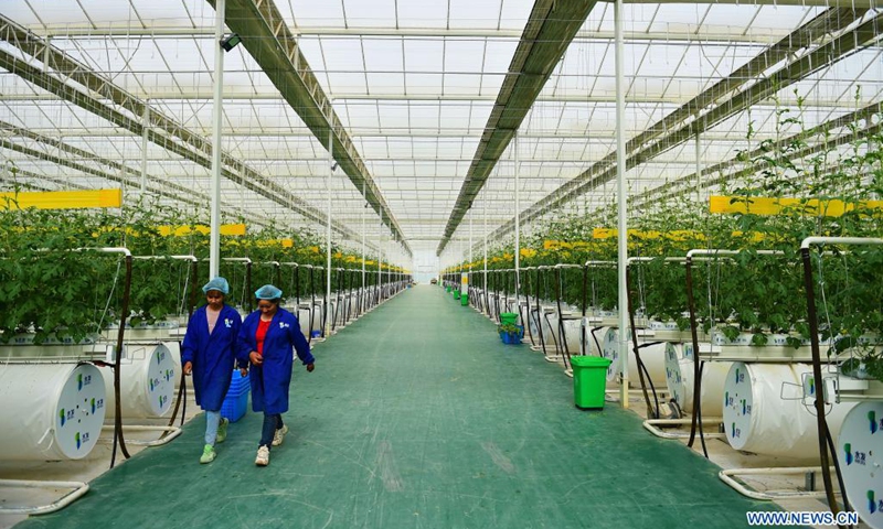 Two workers walk inside a smart greenhouse of a modern vegetable industrial park in Shule County, Kashgar, northwest China's Xinjiang Uygur Autonomous Region, on April 17, 2021. The modern vegetable industrial park, built with assistance from east China's Shandong Province, covers a combined area of 4,711 mu (about 314 hectares) with a planned total investment of 1.06 billion yuan (about 162.6 million U.S. dollars).(Photo: Xinhua)