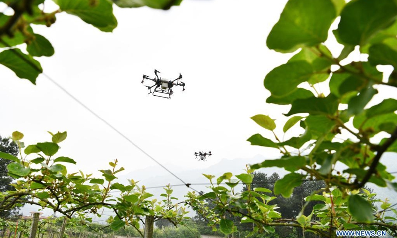 Plant-protection drones operate over a kiwi fruit plantation at Luwo Village, Xishan Township, Xifeng County, Guiyang City of southwest China's Guizhou Province, on April 17, 2021. Technicians from a local company of specialty agriculture services have been sent out to grape and kiwi fruit plantations throughout Xifeng County to direct farmers on their operation of plant-protection drones. These drones are more efficient tools for pest control, which would result in improved income for farmers. (Photo: Xinhua)