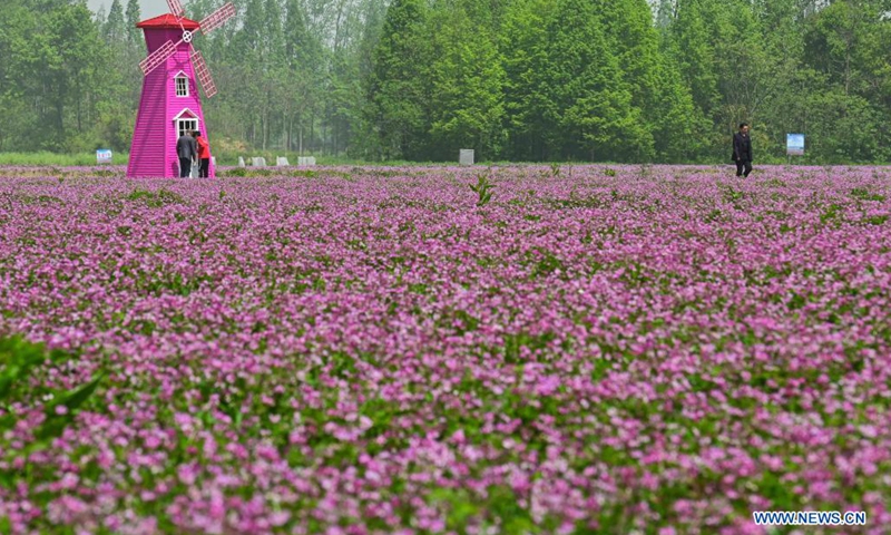 Tourists walk in the Chinese milk vetch field in Yijiang Township, Nanling County, Wuhu City of east China's Anhui Province on April 17, 2021. A Chinese milk vetch-themed carnival was held in Yijiang on Saturday to attract more tourists to the township. (Photo: Xinhua)