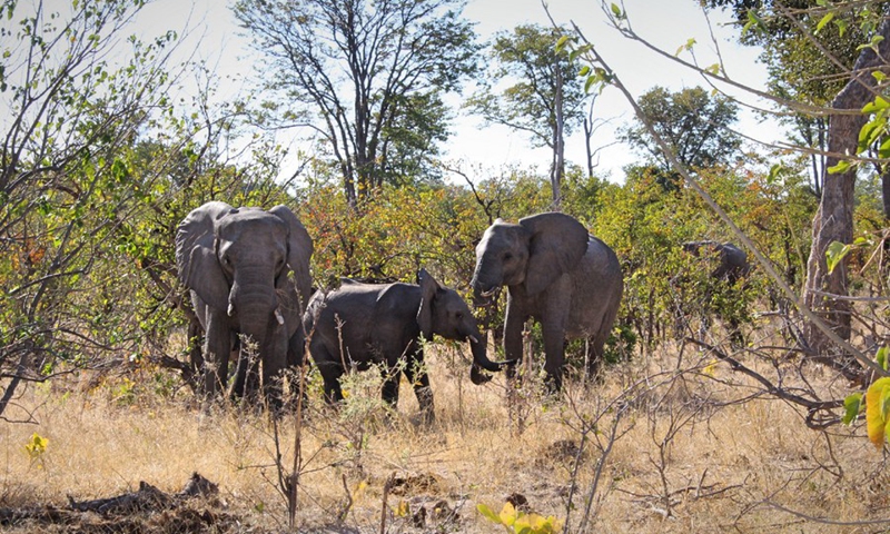 Photo taken June 20, 2019 shows elephants at the Moremi Game Reserve on the eastern side of the Okavango Delta in Botswana.(Photo: Xinhua)